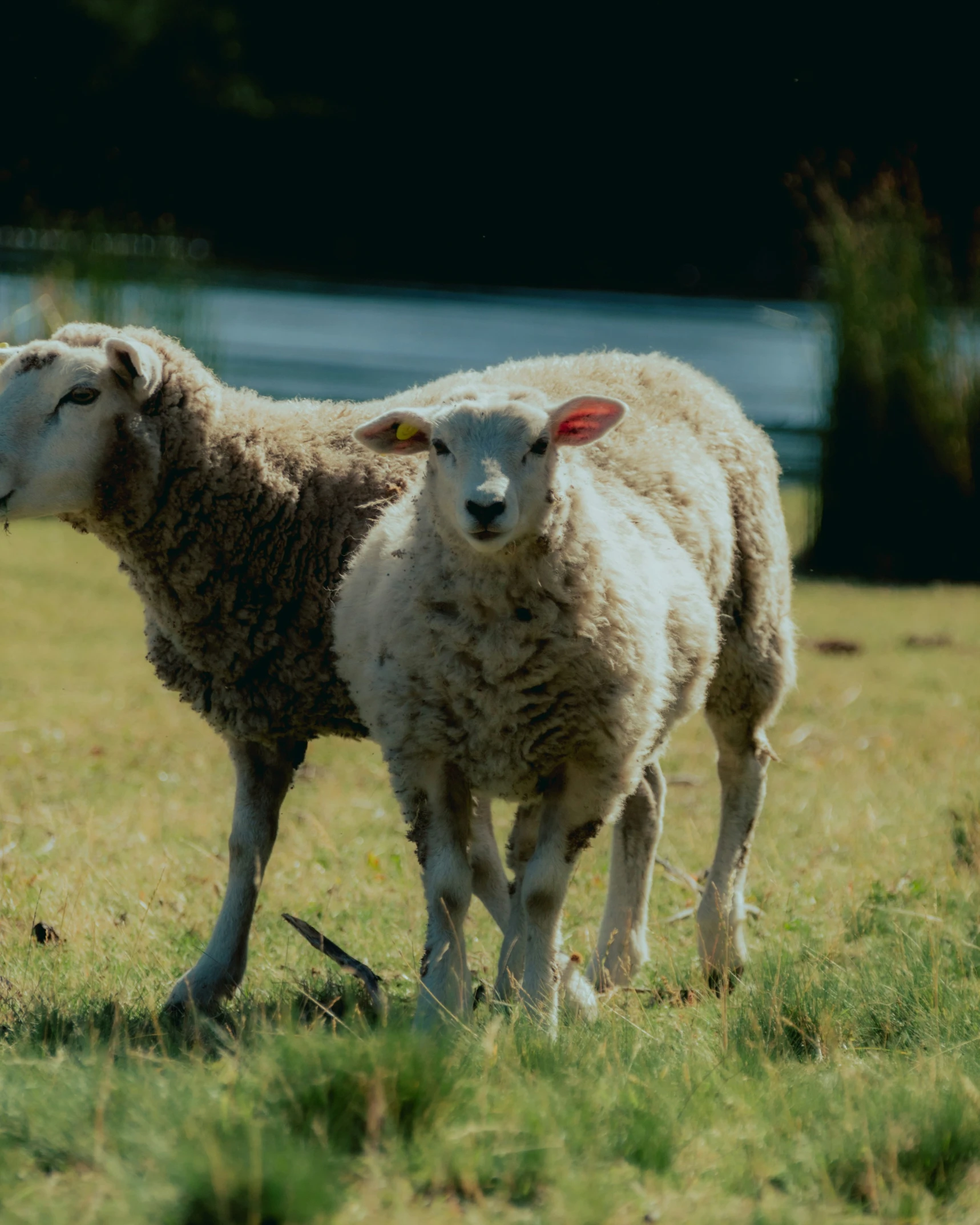 two sheep standing next to each other in the grass