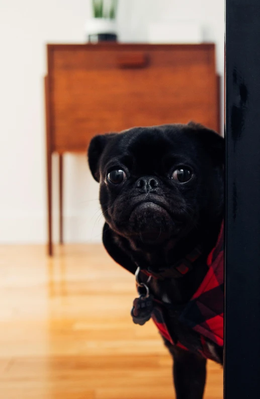 a small black dog wearing a red checkered shirt