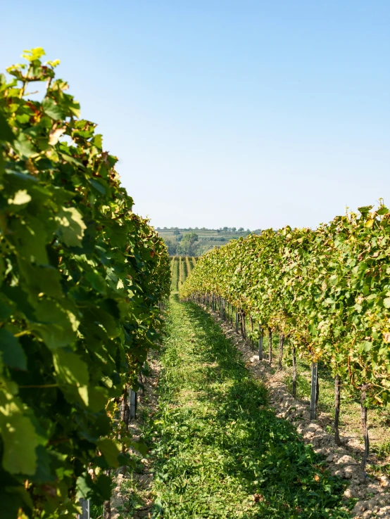 rows of green vines line the path leading to the winery