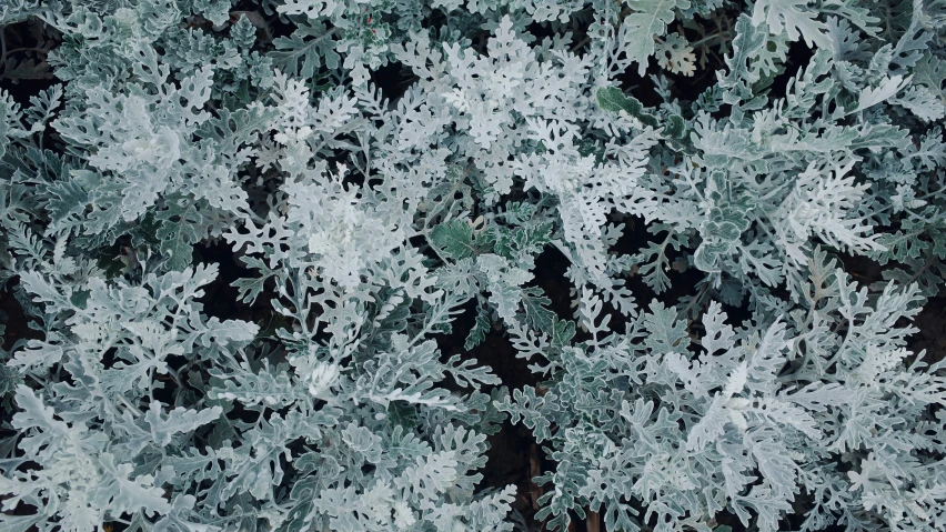 a black and white po with snow covered leaves