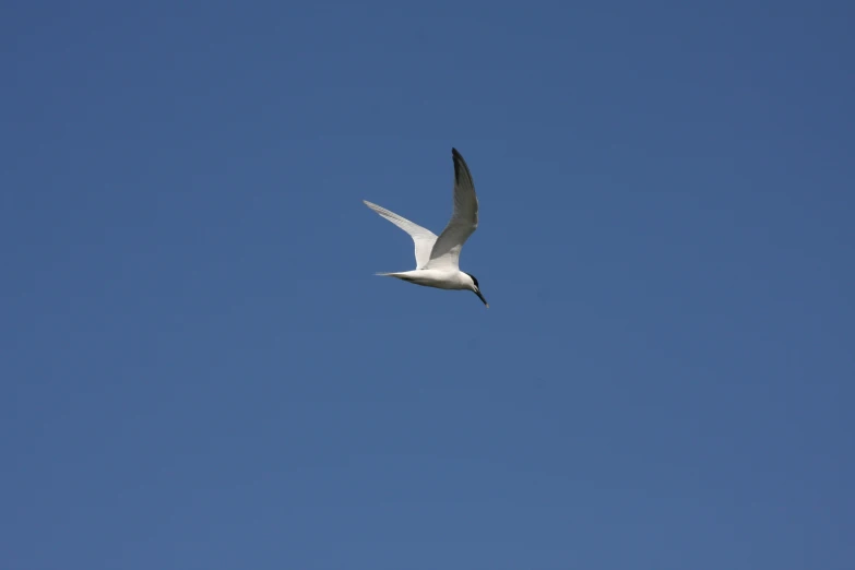 a white seagull flying through a blue sky