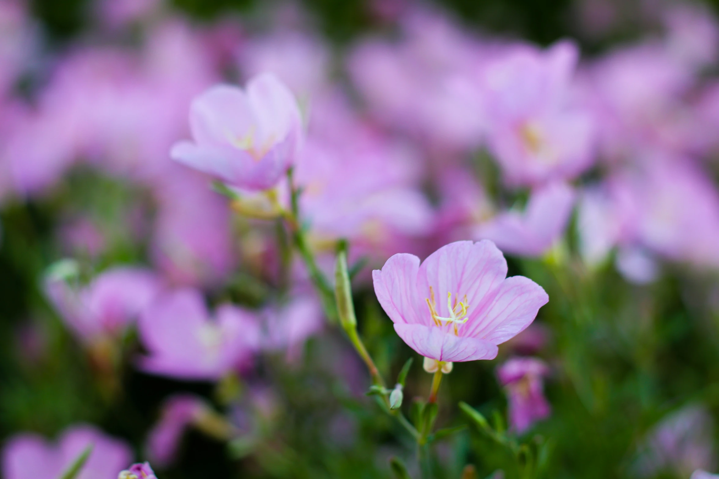 some purple flowers are in a field