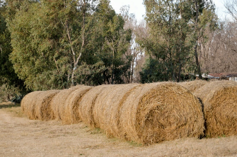 a long row of hay bales with trees in the background