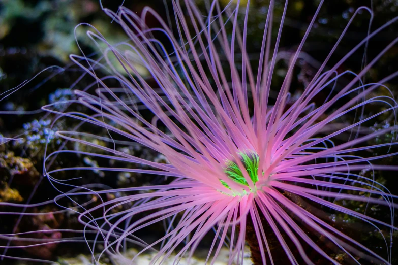 a beautiful, pink sea fan is in the water