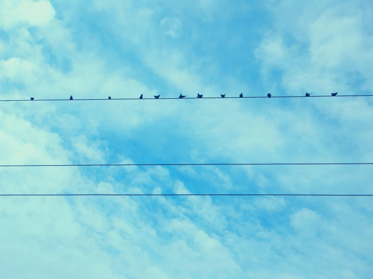there are many birds perched on top of the wires