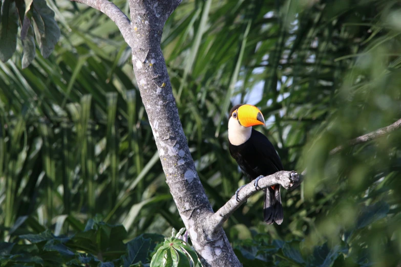 a colorful bird perched on top of a tree