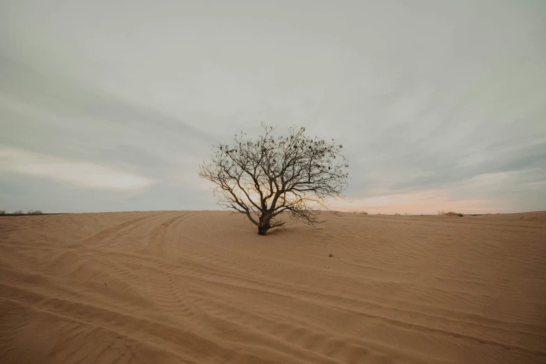 a lone tree stands alone in the middle of a barren, sandy desert