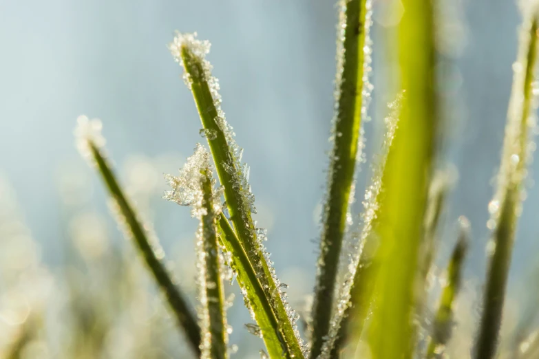 frost on grass under blue sky background