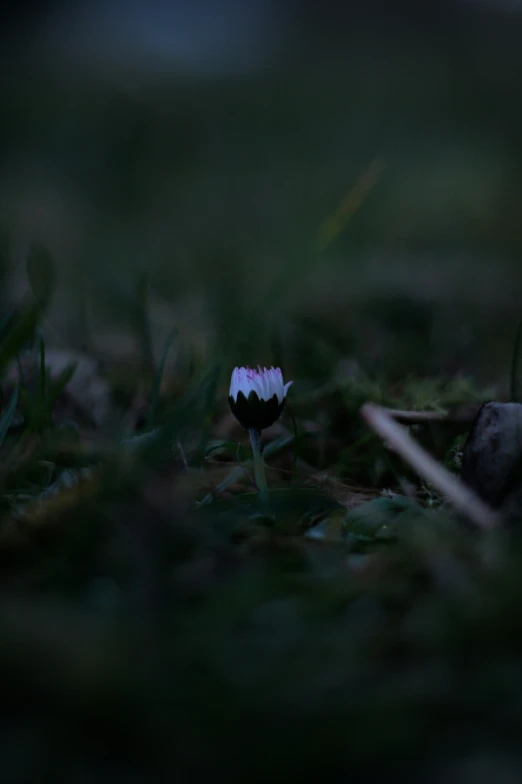 the small white and black flowers are in the grass