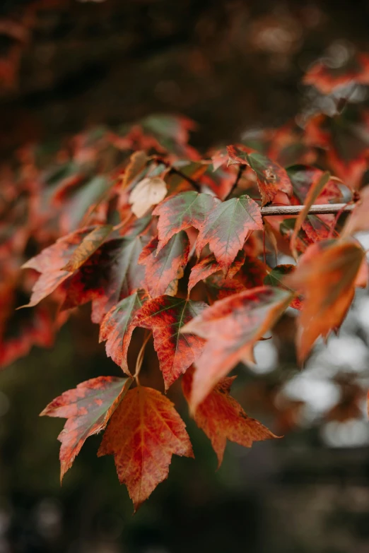 the leaves on the tree are changing red