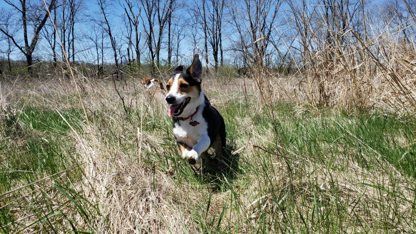 a dog is running through the grass in the field