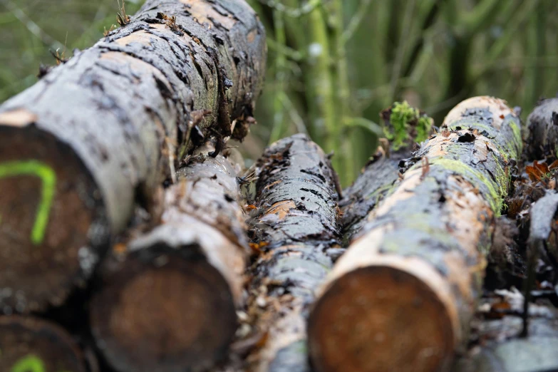 wood is piled in the ground while green grass sits nearby