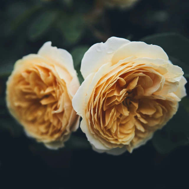 two yellow roses with green leaves on the stem