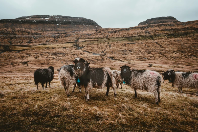 herd of sheep are standing on the field