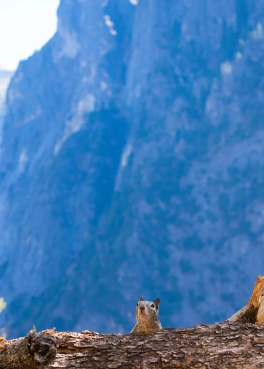 a close up of a log and a mountain in the background