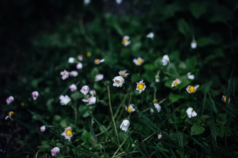 some flowers are growing in the grass