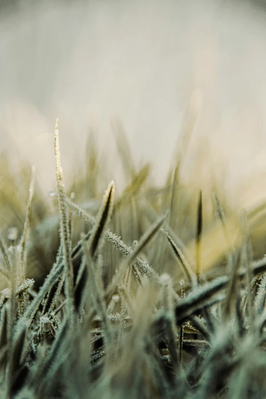 frozen grass sitting in a field with a blurry background