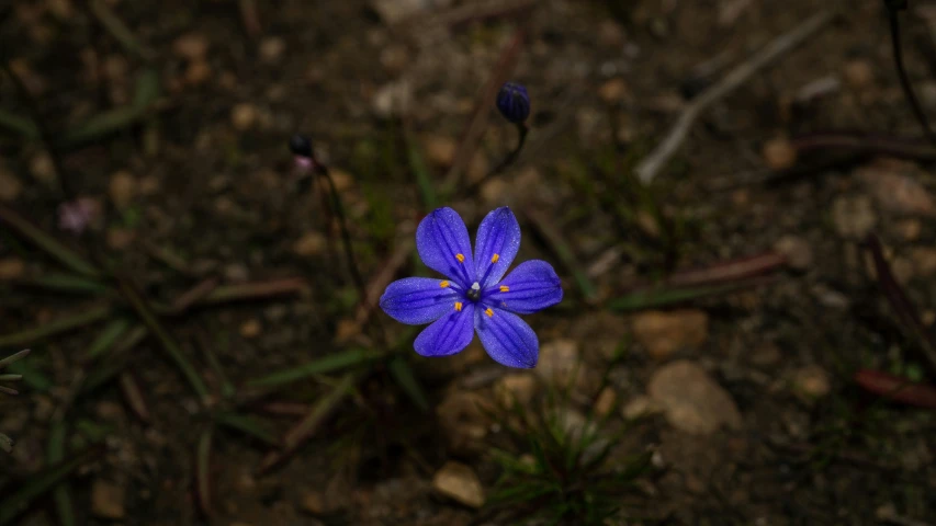 a blue flower with yellow centers on a dirt ground