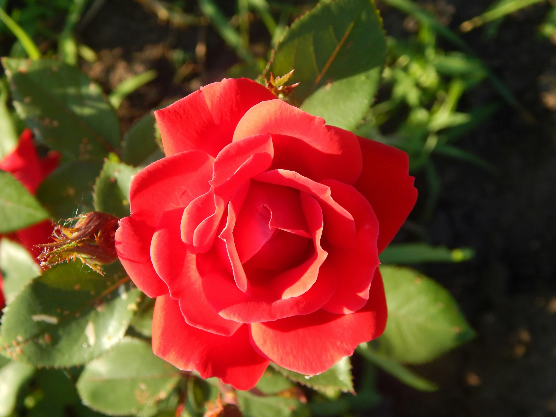 a large red rose blossoming on the stem