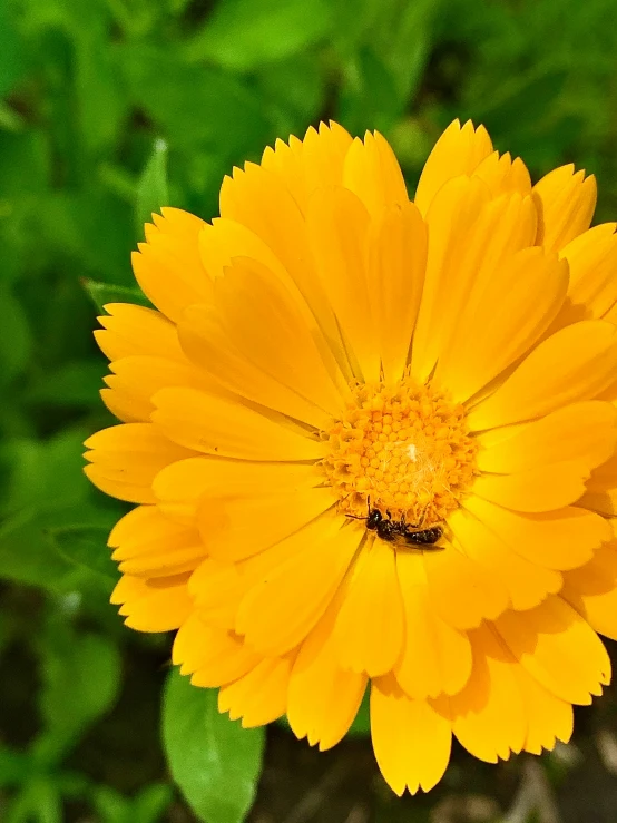 this is an image of yellow flower with a bee sitting on it