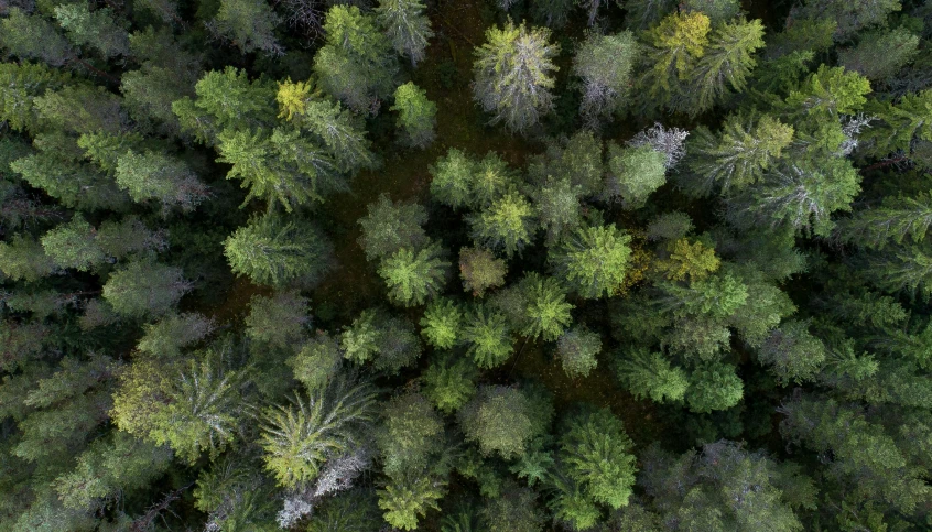 aerial s of a forest with lots of trees