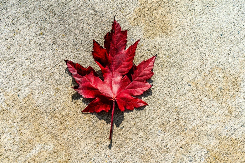 a leaf is laying on the floor with it's shadow