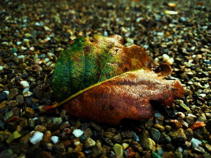 two green leaves sitting on top of rocks