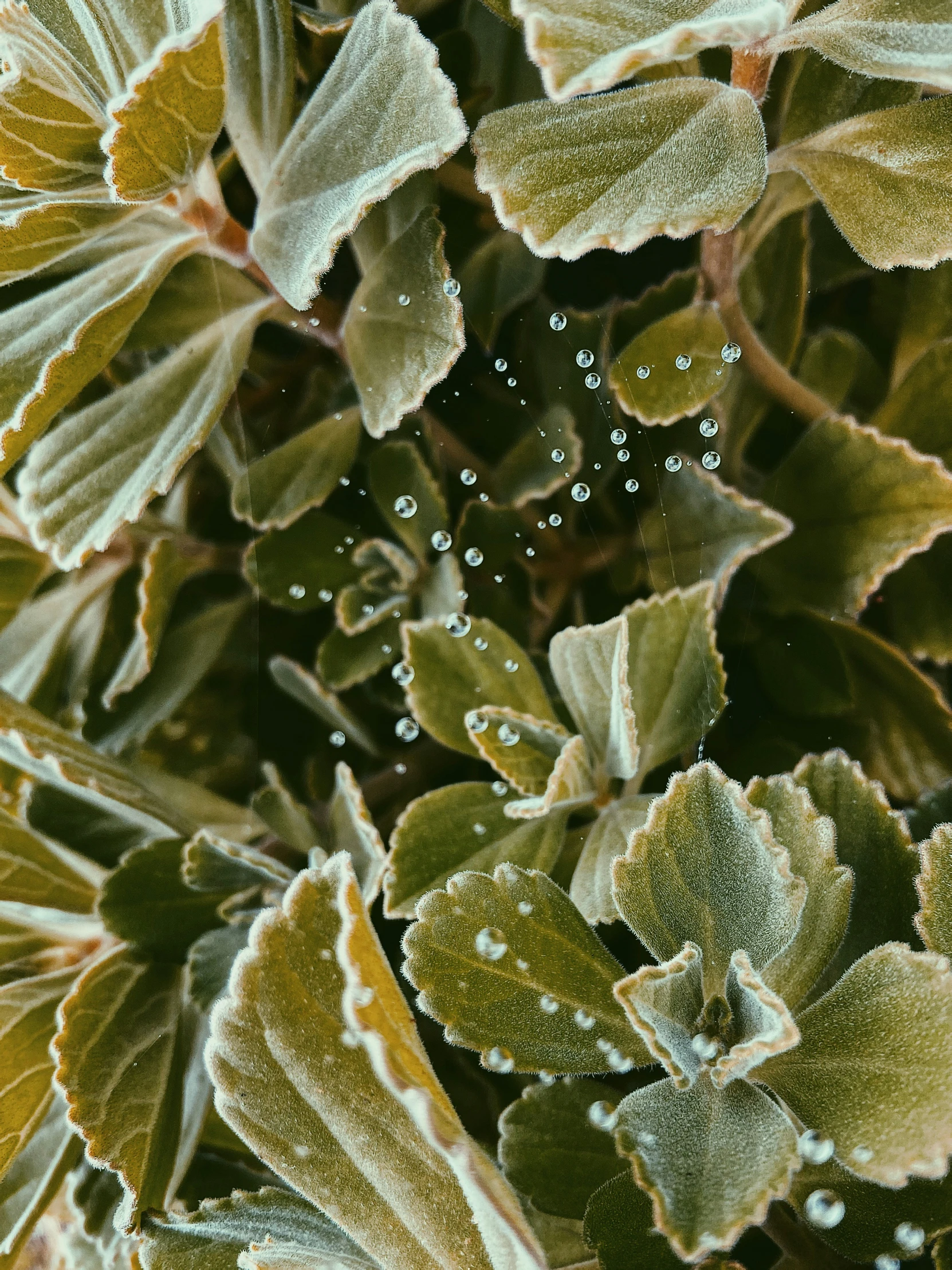 plants with a few water drops on them