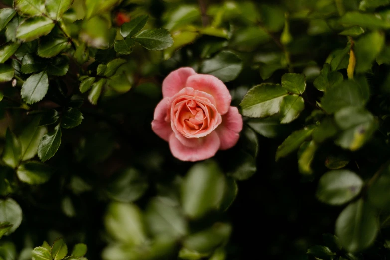 a rose is growing among leaves at night