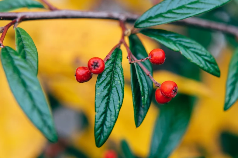 a nch with berries growing on it and leaves