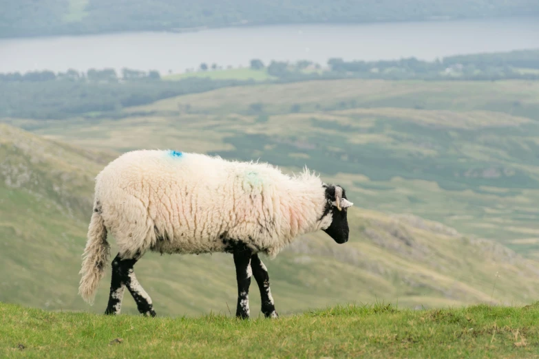 a sheep on a hill with hills and a river in the background