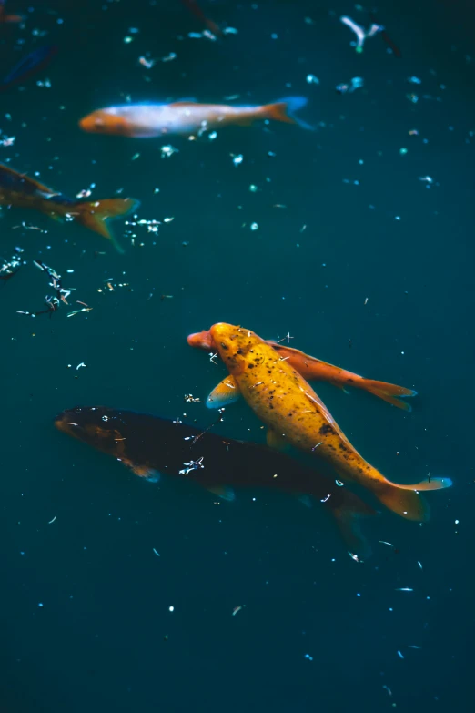 a group of fish that are swimming together in the water