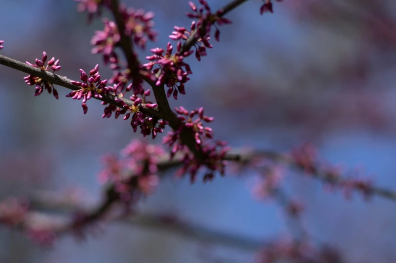 the small pink flowers appear to be blooming from the nch