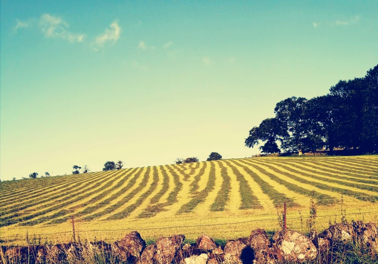 an open field with grass and two trees