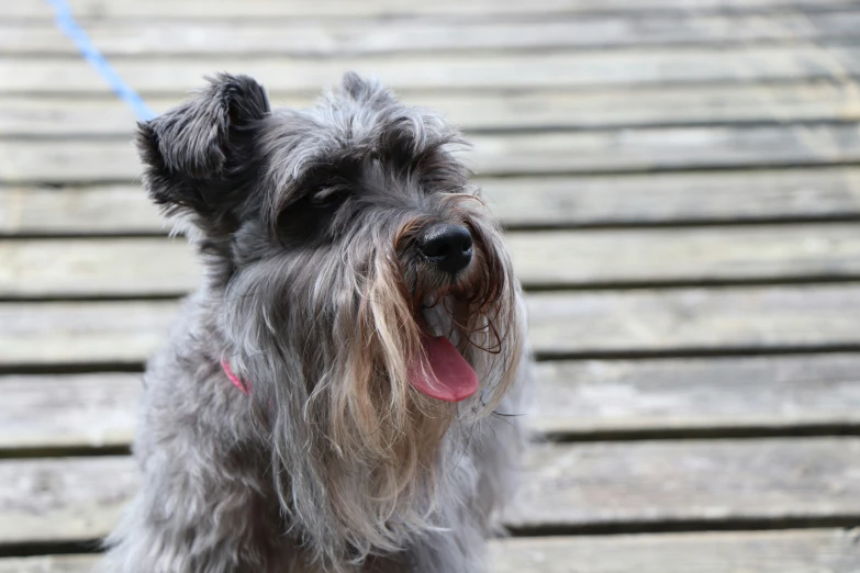 a gy black dog sitting on a wooden dock