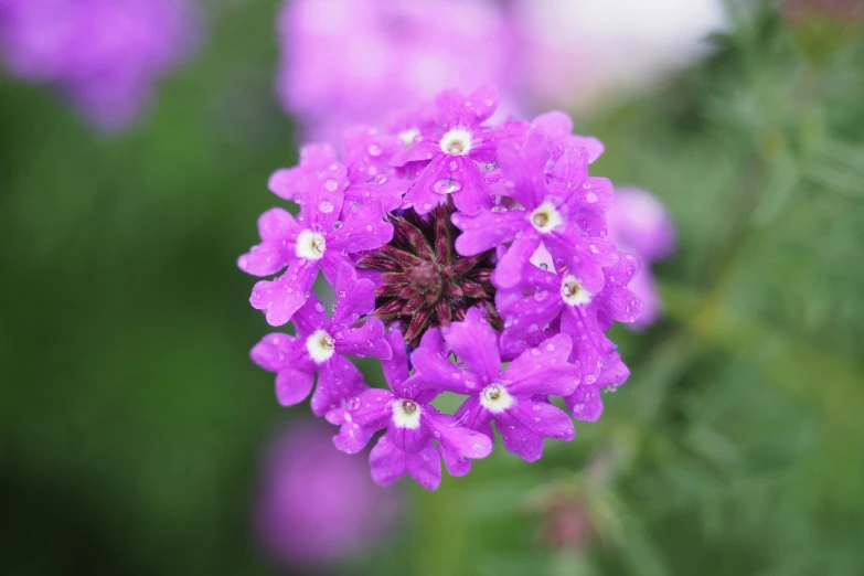 the pink flower has many small white flowers