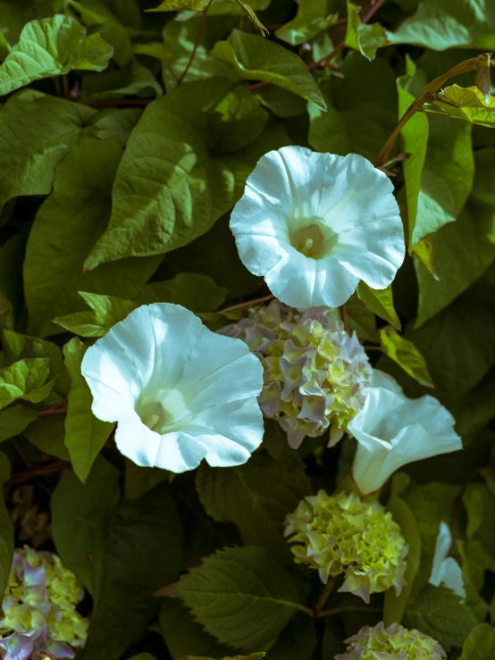 two white flowers are sitting on the nch