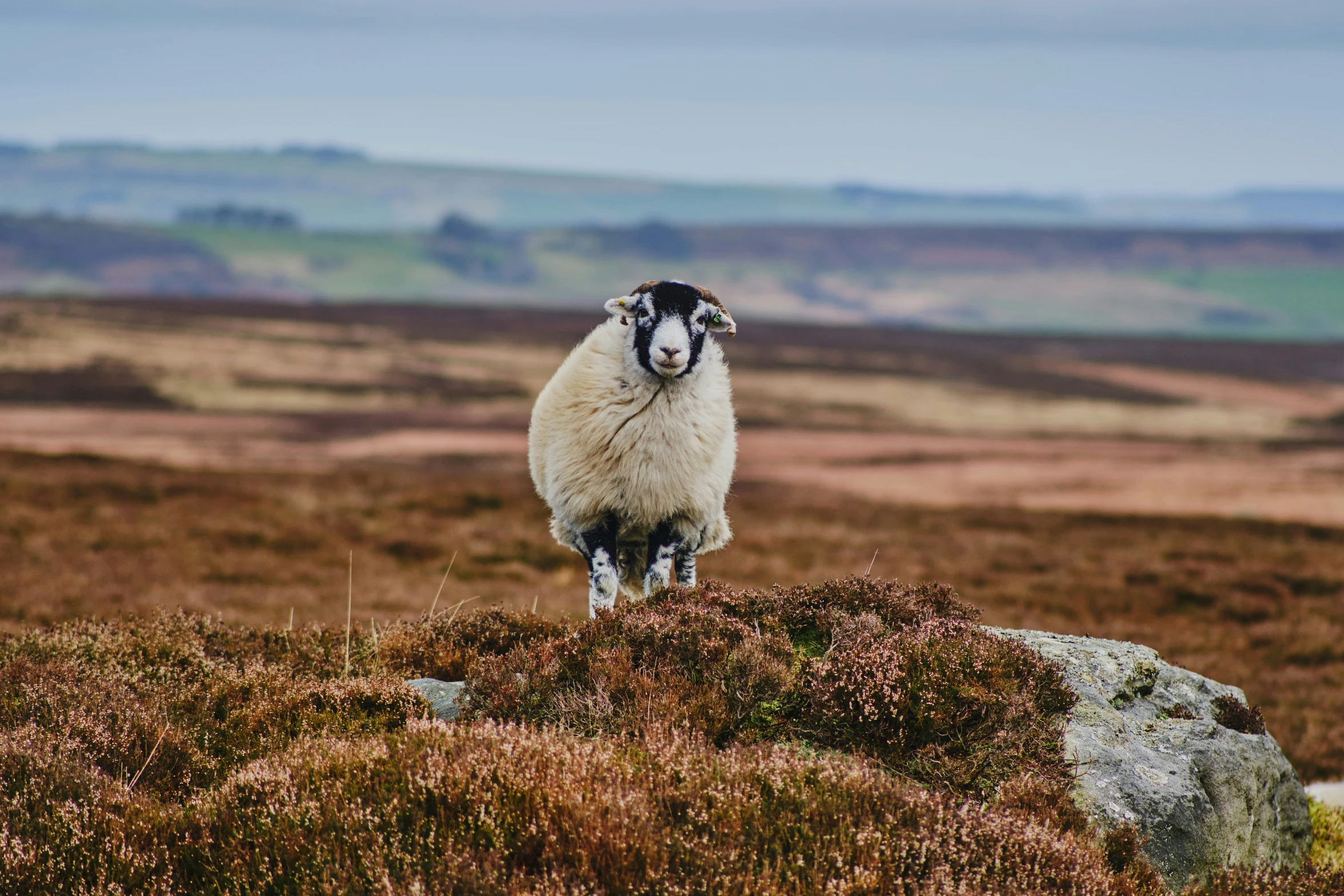 a single sheep stands on a grassy hill