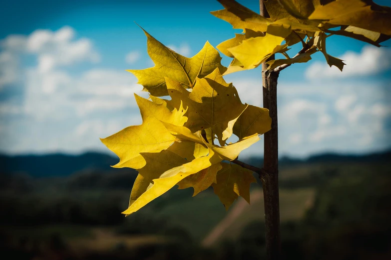 a close up of the back end of an oak tree with a few leaves