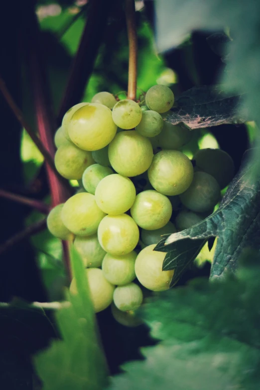 a close up of gs growing on a vine