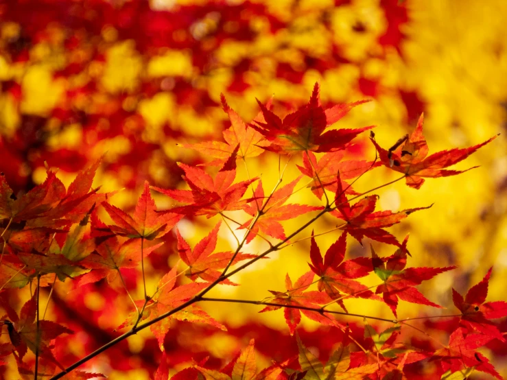 some bright red leaves are shown against yellow foliage