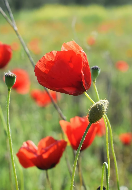 a red poppy flower in front of some other flowers