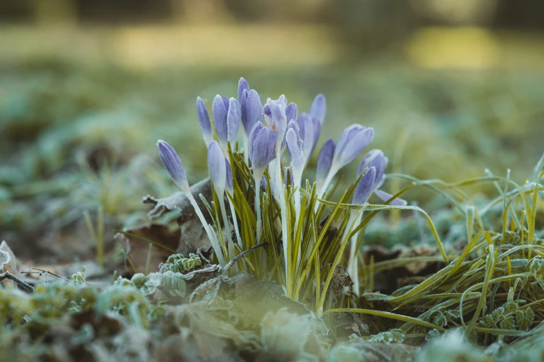 the flowers are purple in color, growing in grass