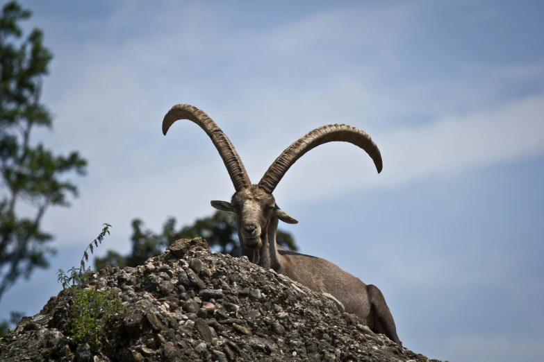 an animal that is on a mountain in the day