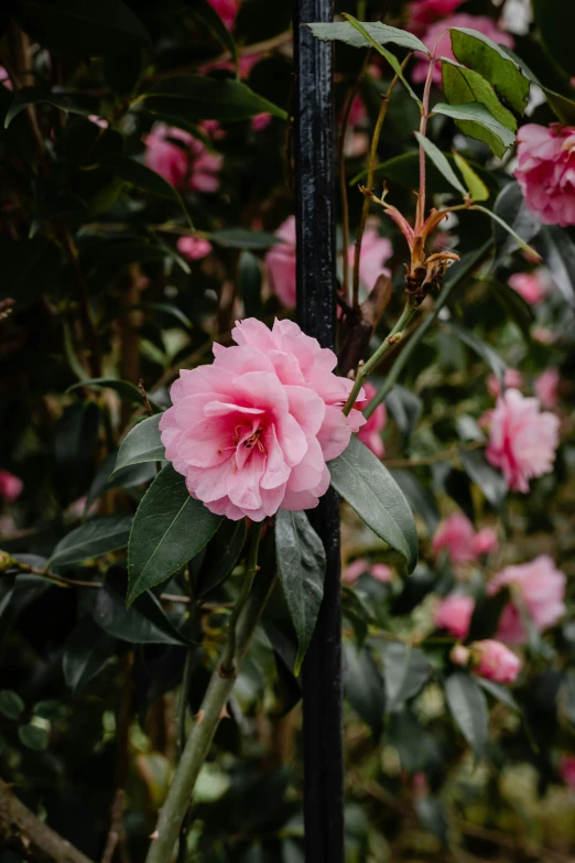 a close up of a flower on a tree