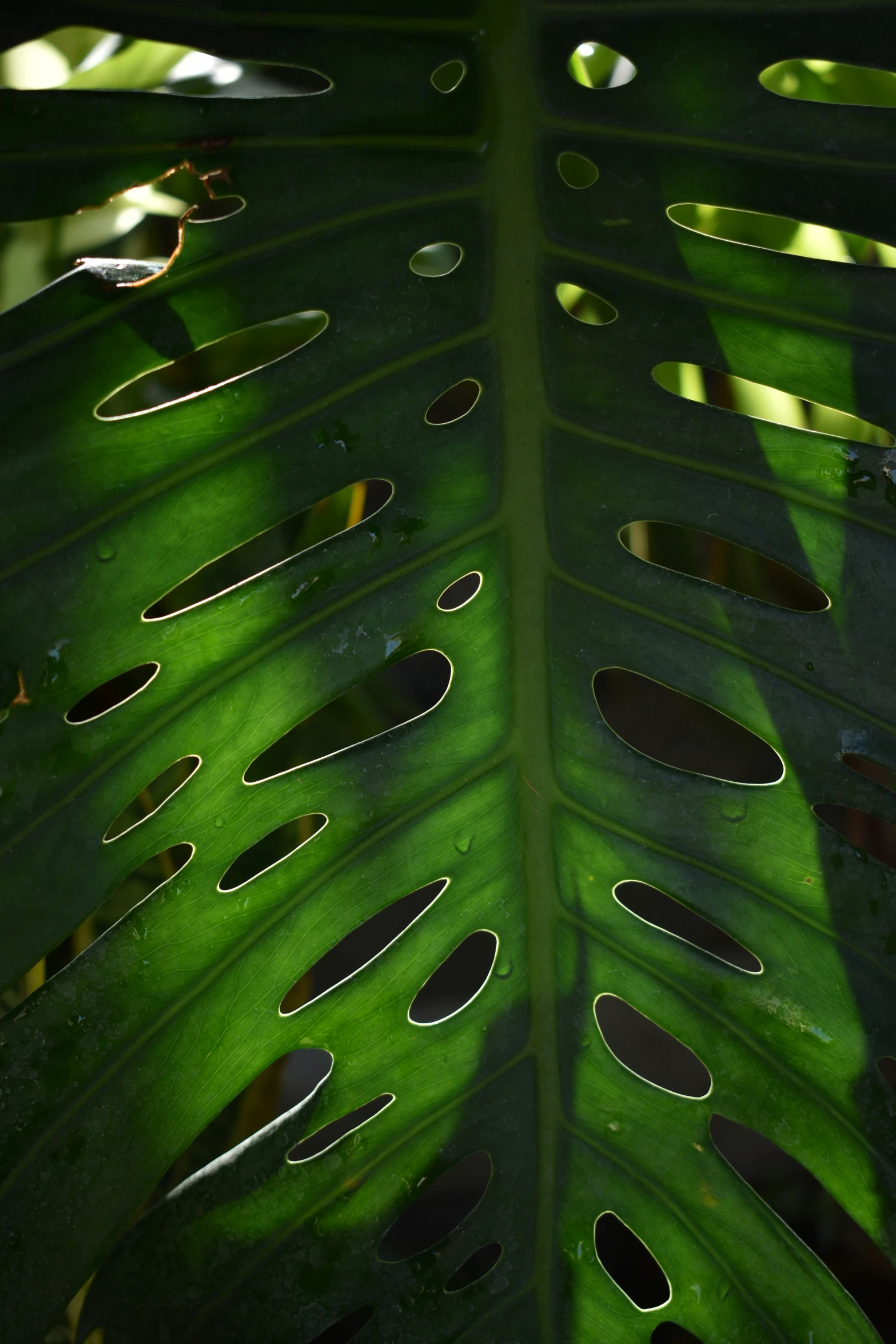 some holes in the leaves are seen