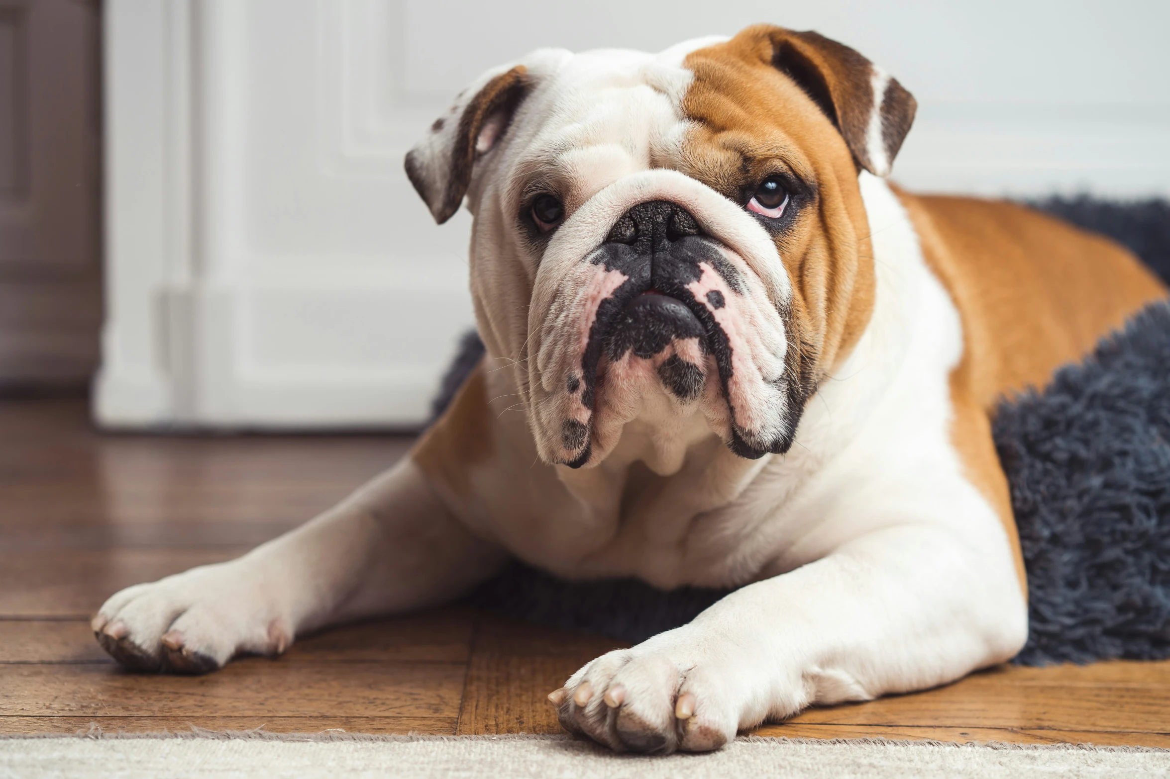 there is a bulldog lying on the floor and staring at the camera