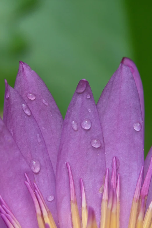 a large purple flower has drops of water on it