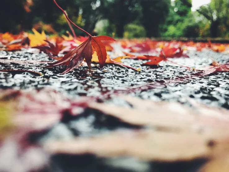 colorful autumn leaves on the ground with trees in background