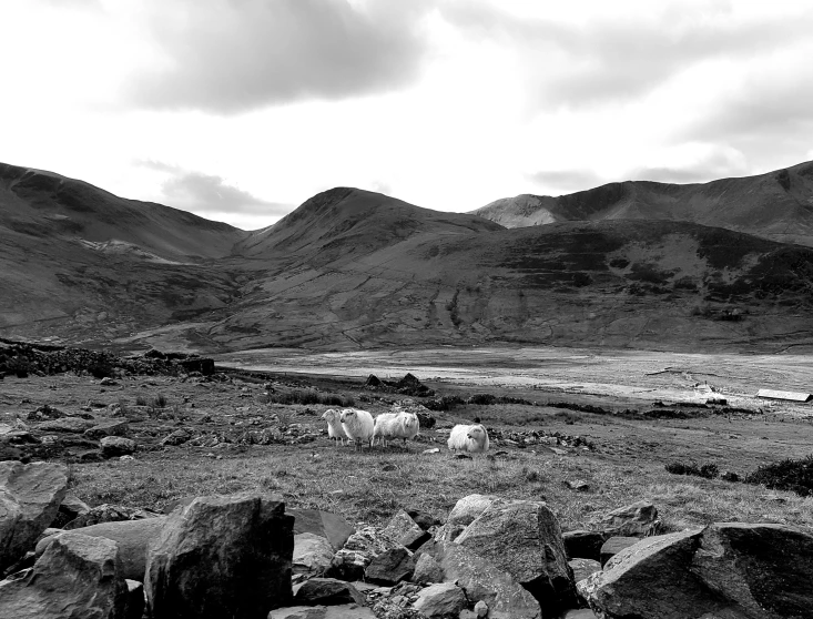 some sheep standing in a grass field with mountain backdrop